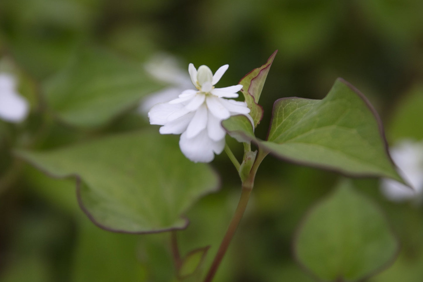 Houttuynia cordata 'Plena' (Orange peel plant) - Marginal Pond Plant - MP045