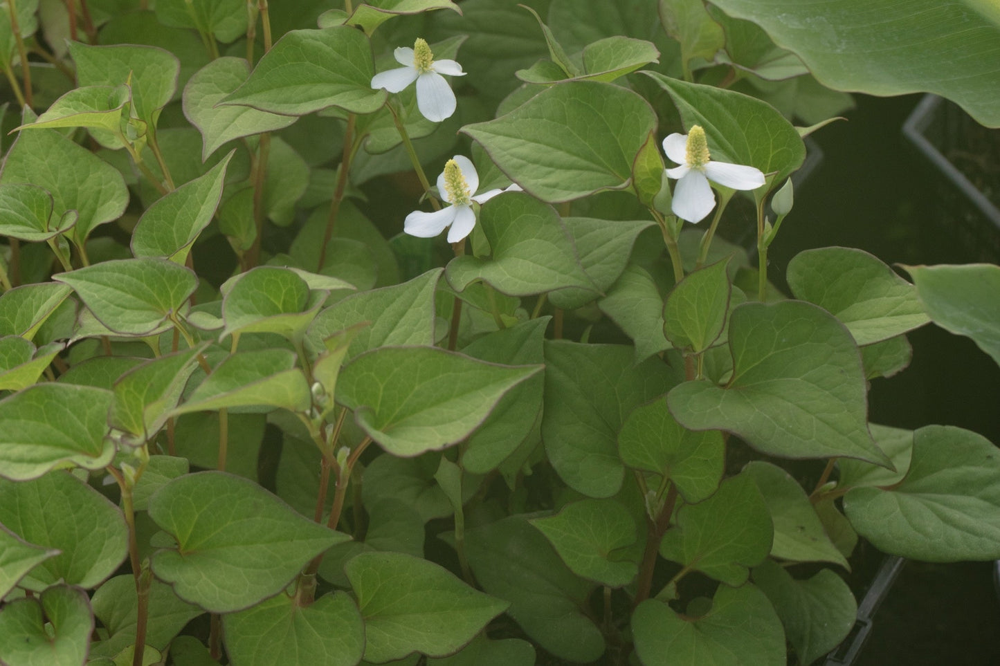 Houttuynia cordata 'Plena' (Orange peel plant) - Marginal Pond Plant - MP045
