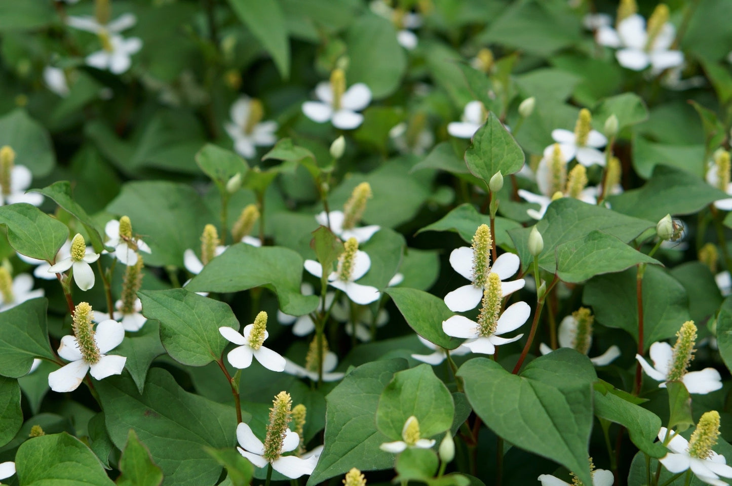 Houttuynia cordata 'Plena' (Orange peel plant) - Marginal Pond Plant - MP045