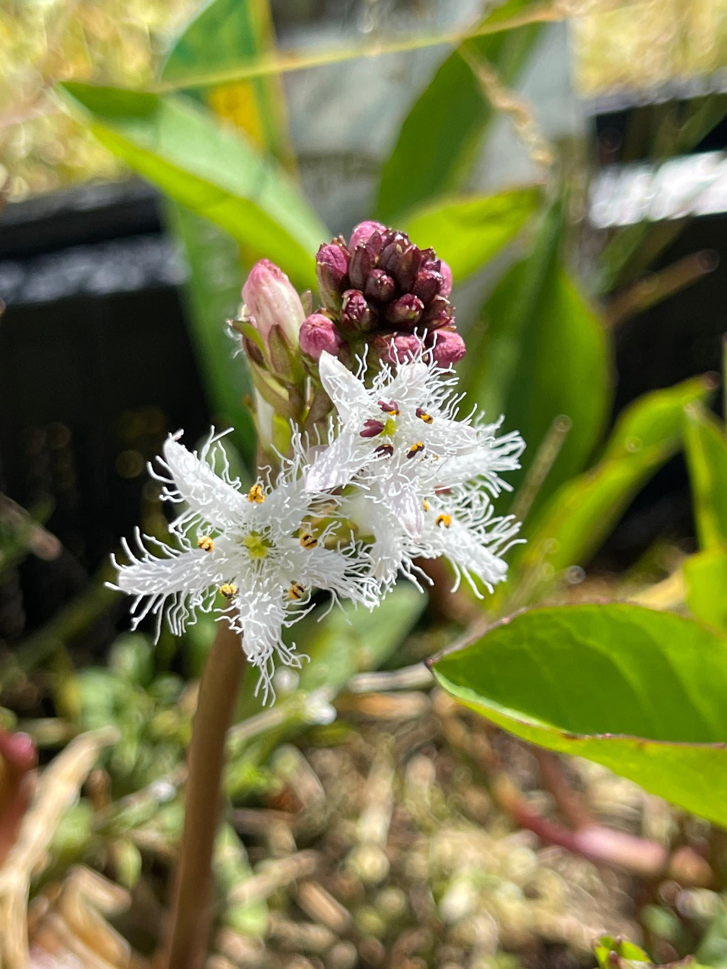 Menyanthes trifoliata (Bog bean) - Marginal Pond Plants - MP078