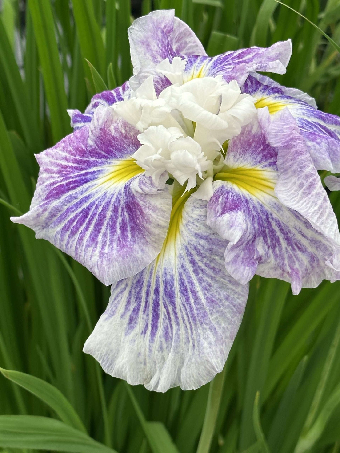 Iris ensata Angel Mountain - Marginal Pond Plants - BP052