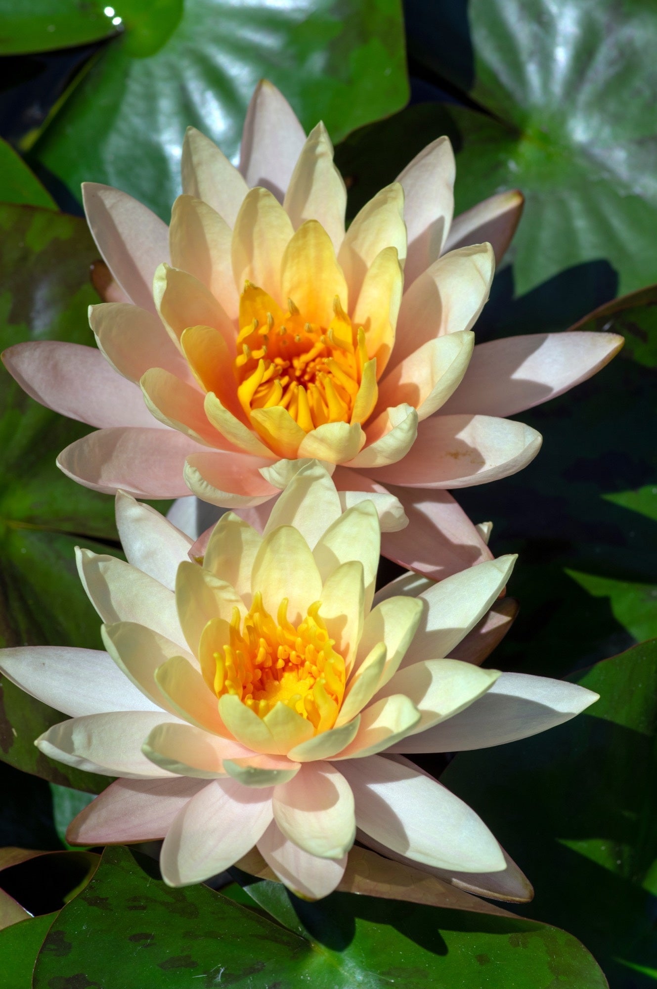 Inner Light Water Lily - Pond Plants - LW12