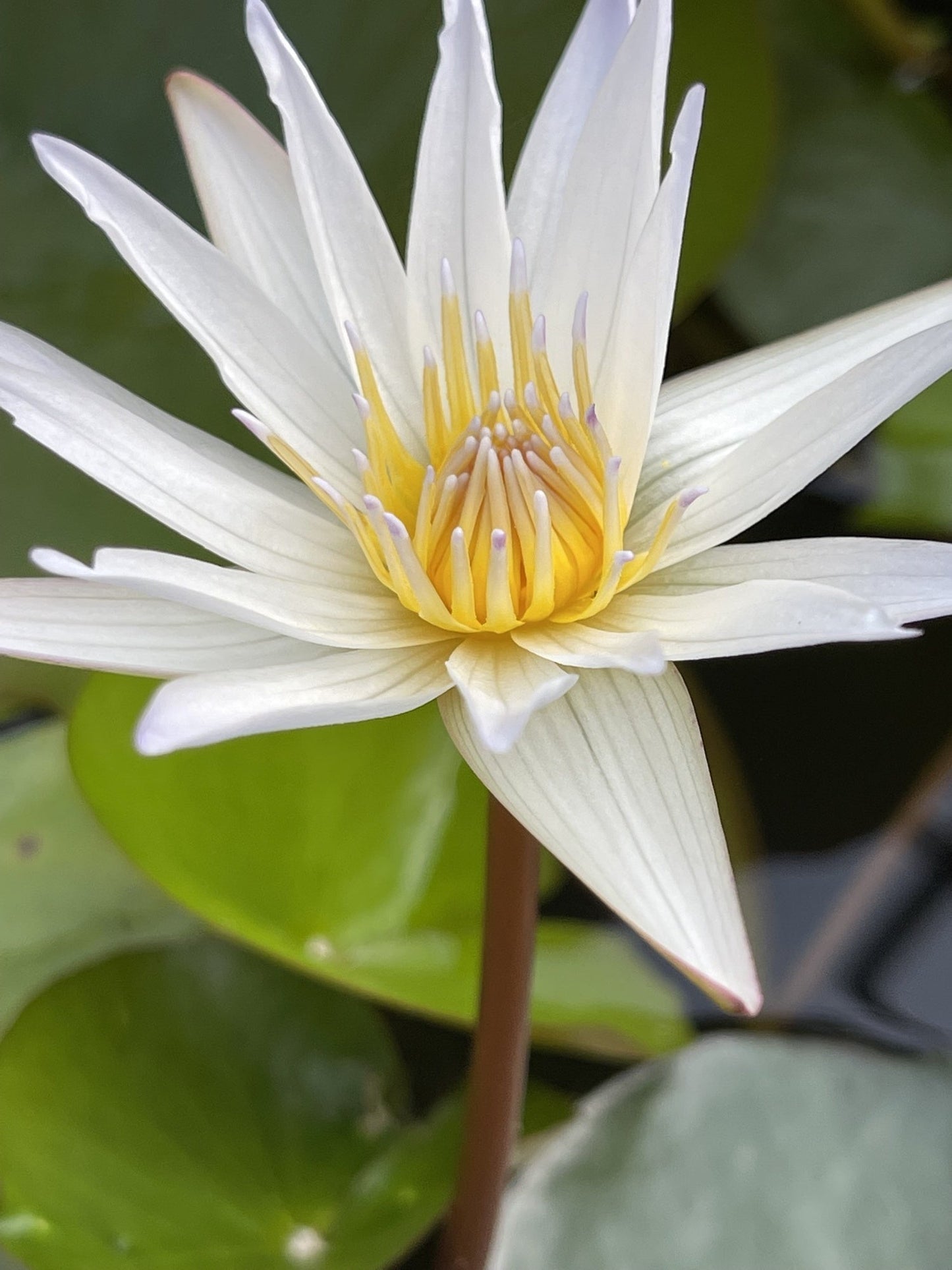 Innocence Water Lily - Pond Plants - VLW06