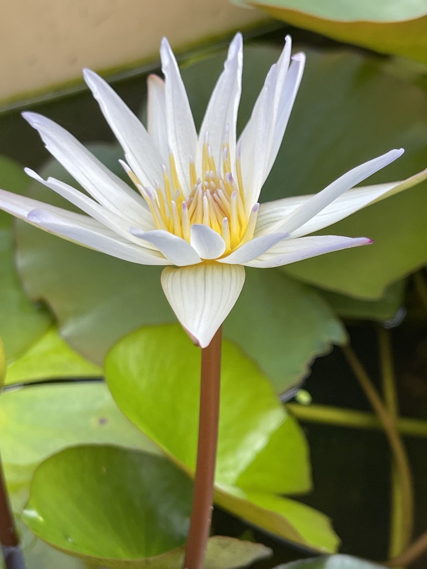 Innocence Water Lily - Pond Plants - VLW06