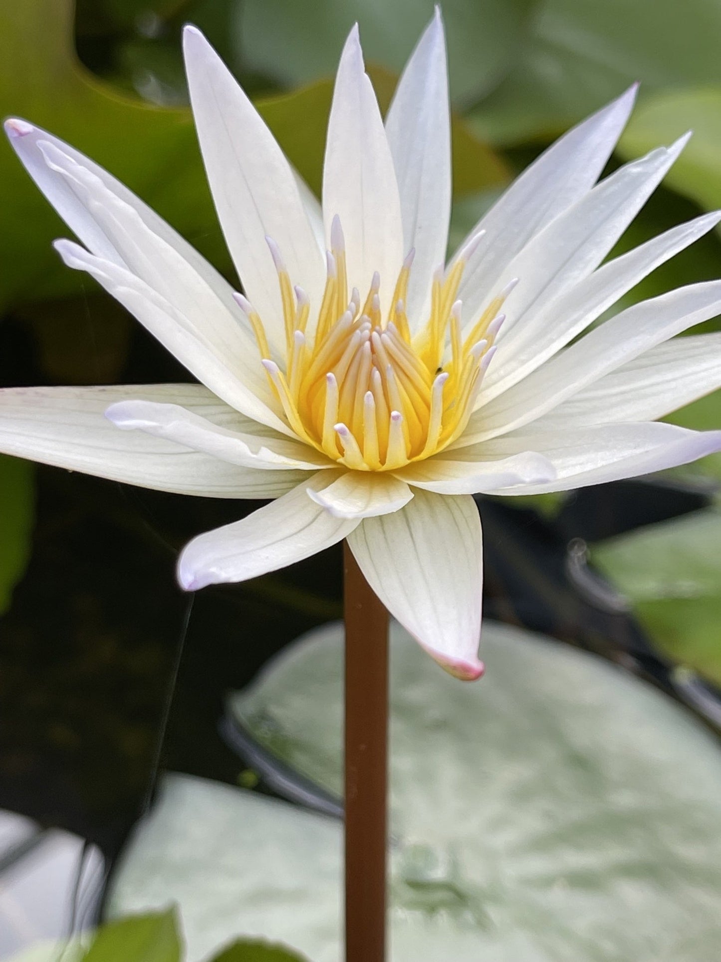 Innocence Water Lily - Pond Plants - VLW06
