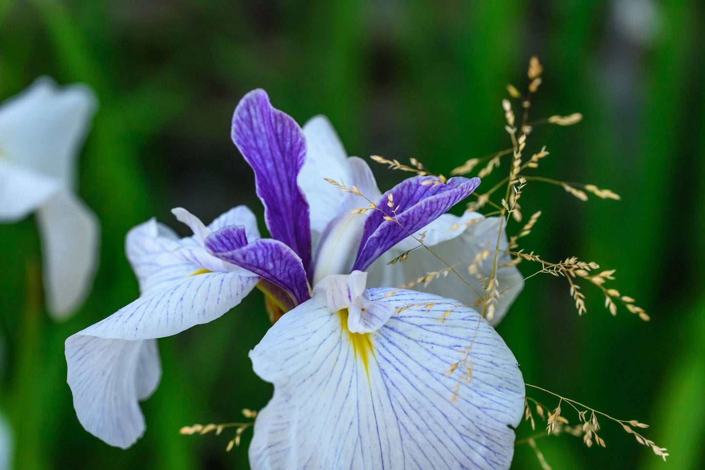 Iris ensata 'Fortune' - Marginal Pond Plants - BP059