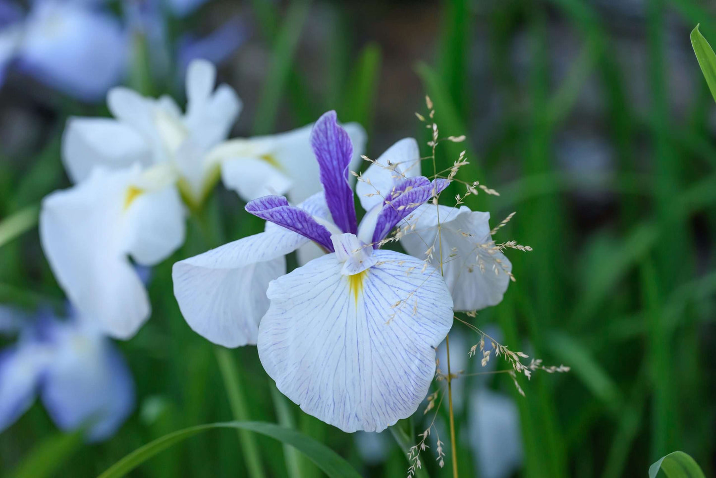 Iris ensata 'Fortune' - Marginal Pond Plants - BP059