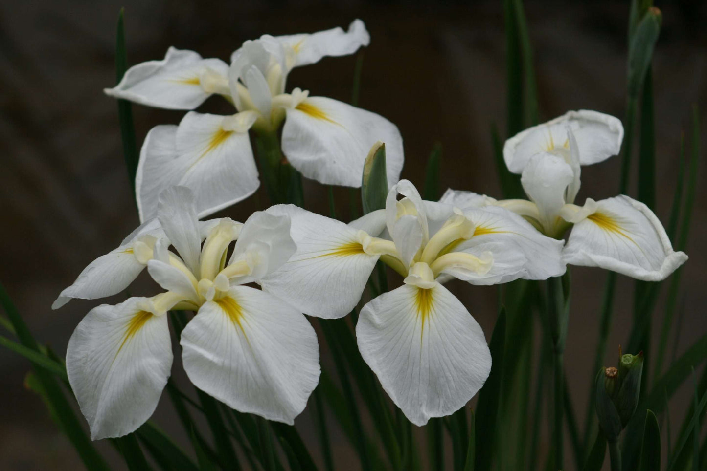 Iris ensata 'Goldbound' - Marginal Pond Plants - BP062