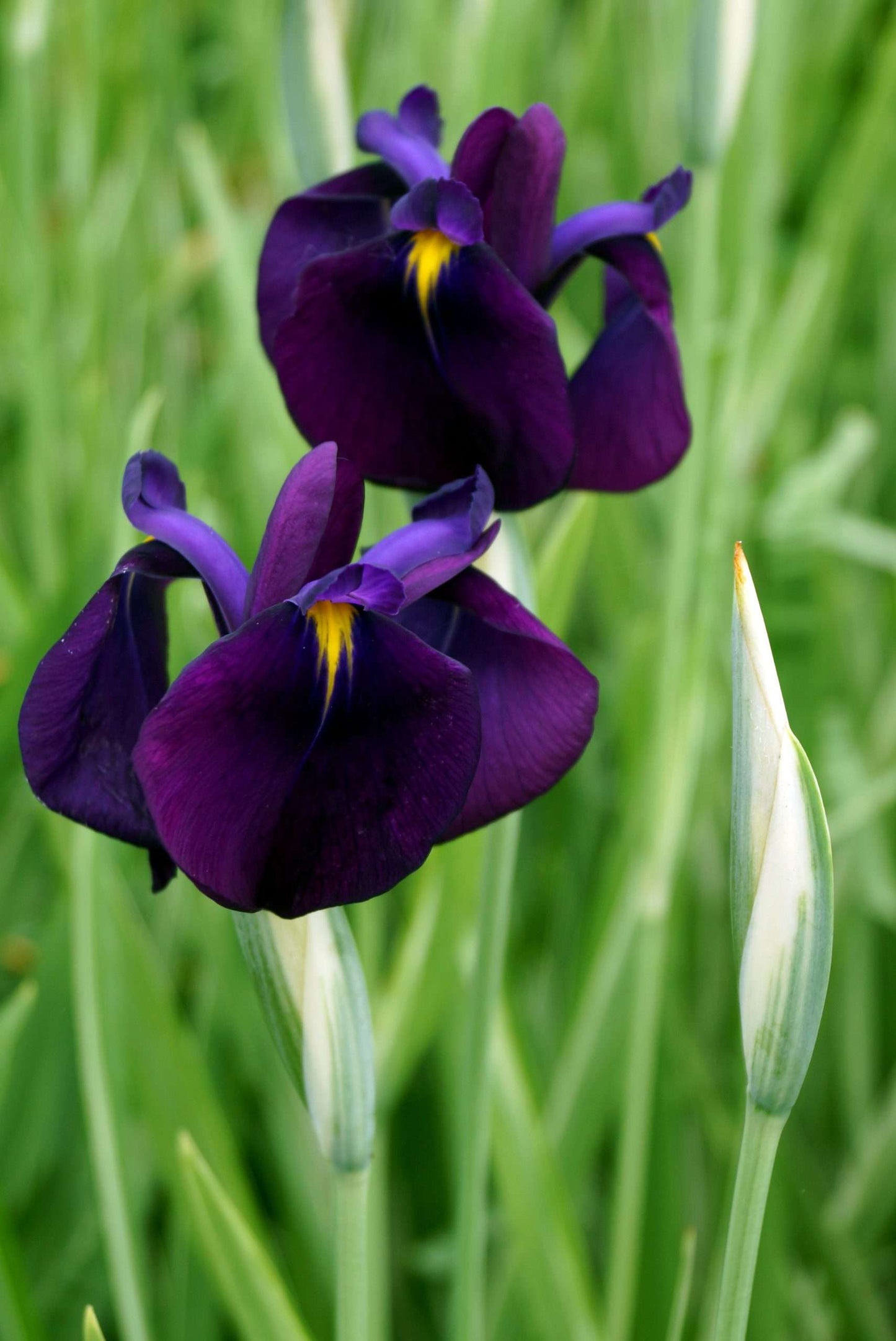 Iris ensata 'Variegata' - Marginal Pond Plants - BP050