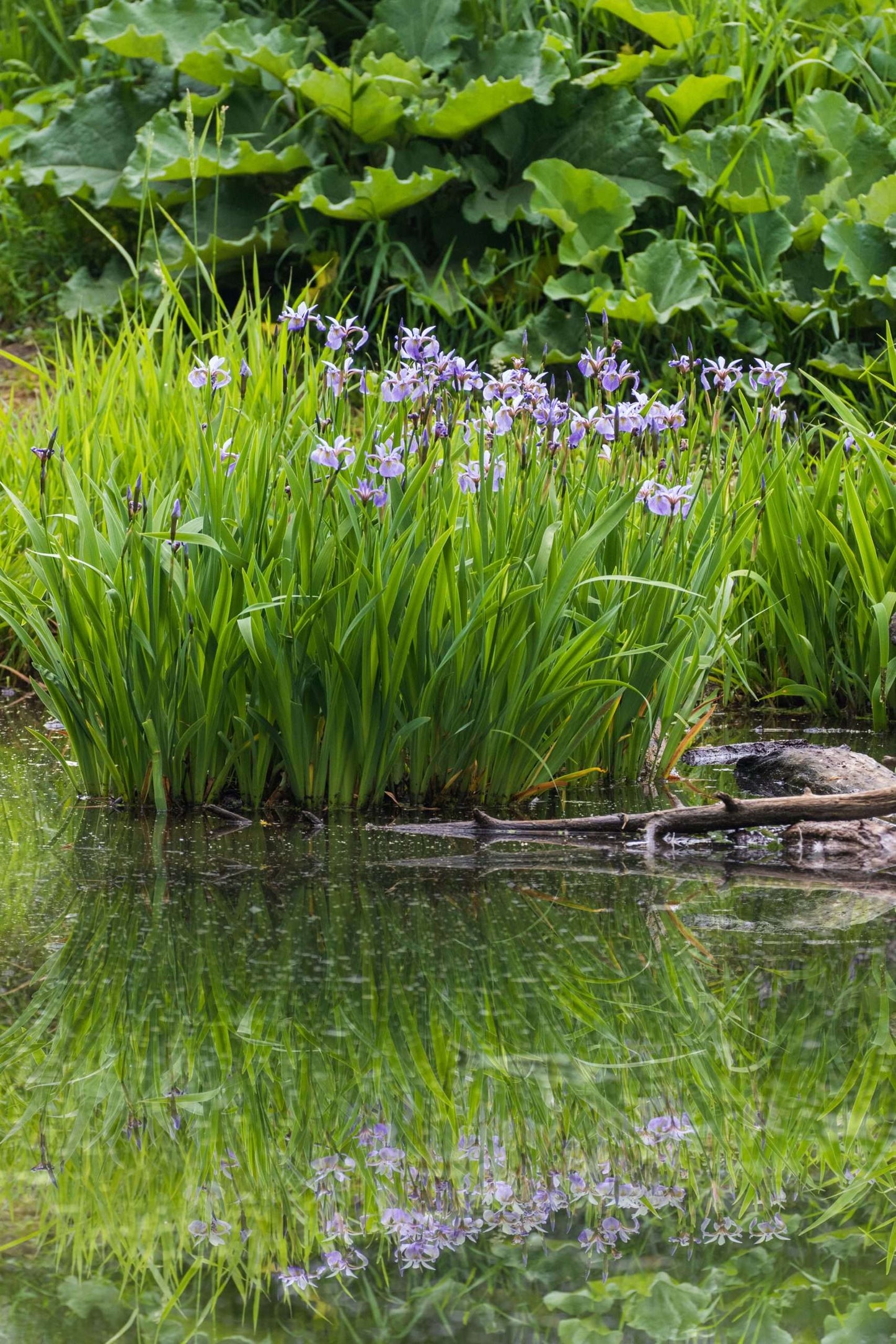 Iris versicolor - Gerald Darby - Marginal Pond Plants - MP062