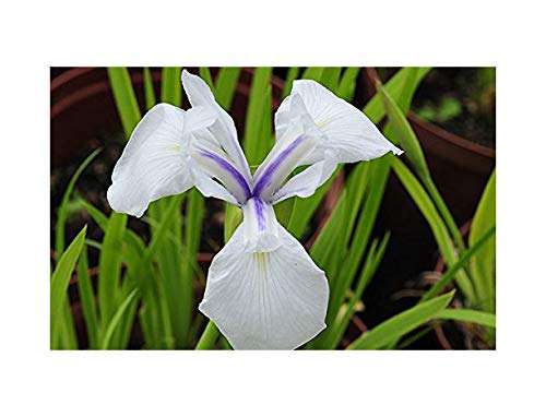 Iris laevigata 'Snowdrift' - Marginal Pond Plants - MP049