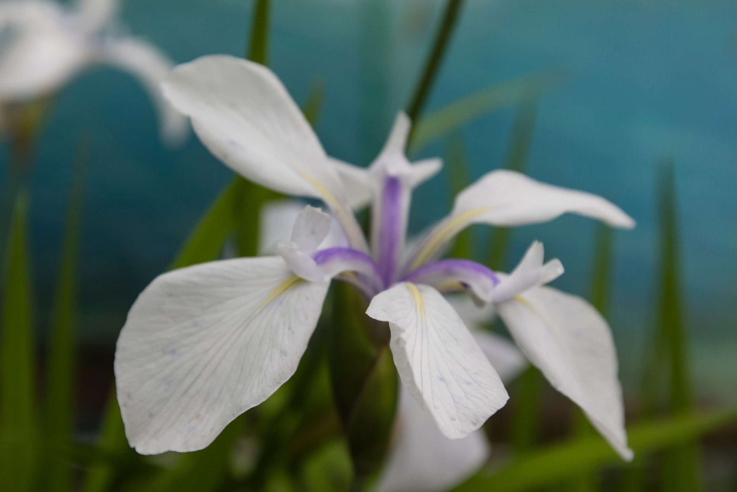 Iris laevigata 'Snowdrift' - Marginal Pond Plants - MP049