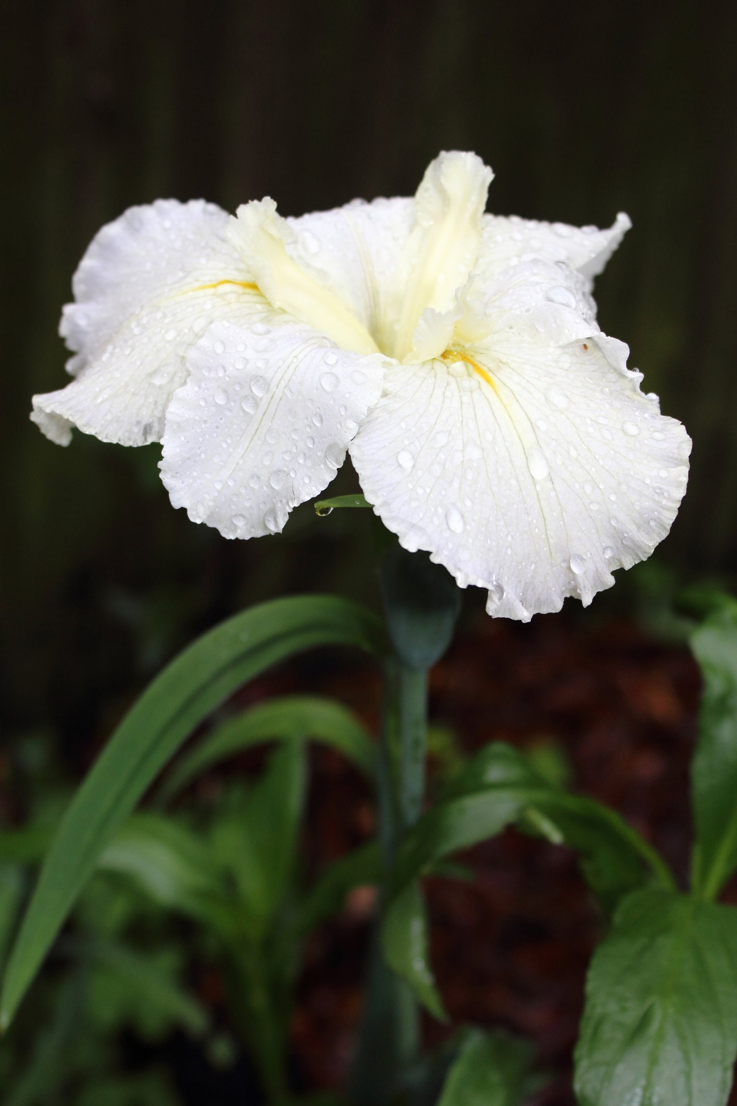 Iris louisiana 'Arabian Bayou' - Marginal Pond Plants - MP051