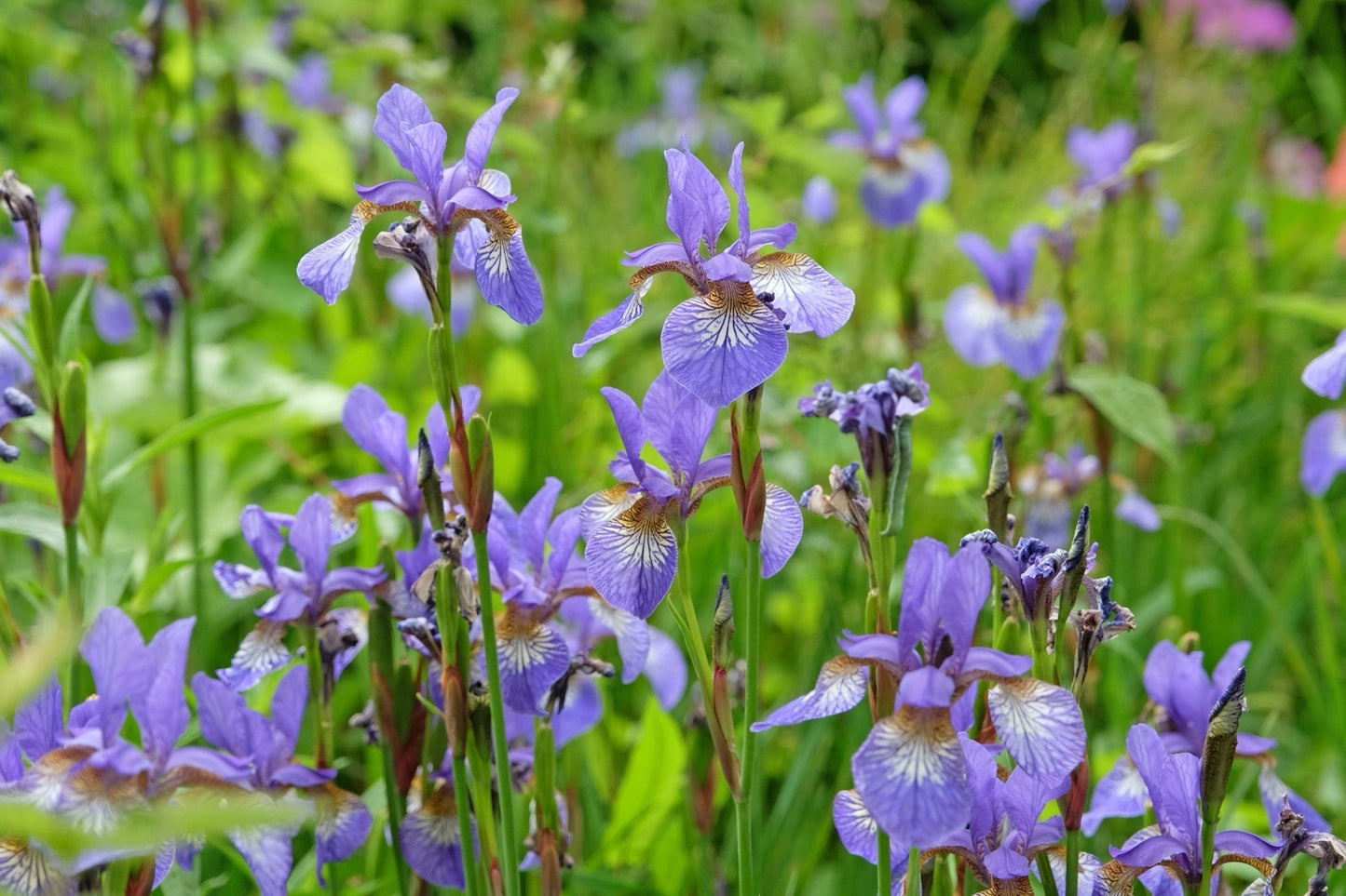 Iris versicolor (Blue flag or Poison flag) - Marginal Pond Plants - MP060
