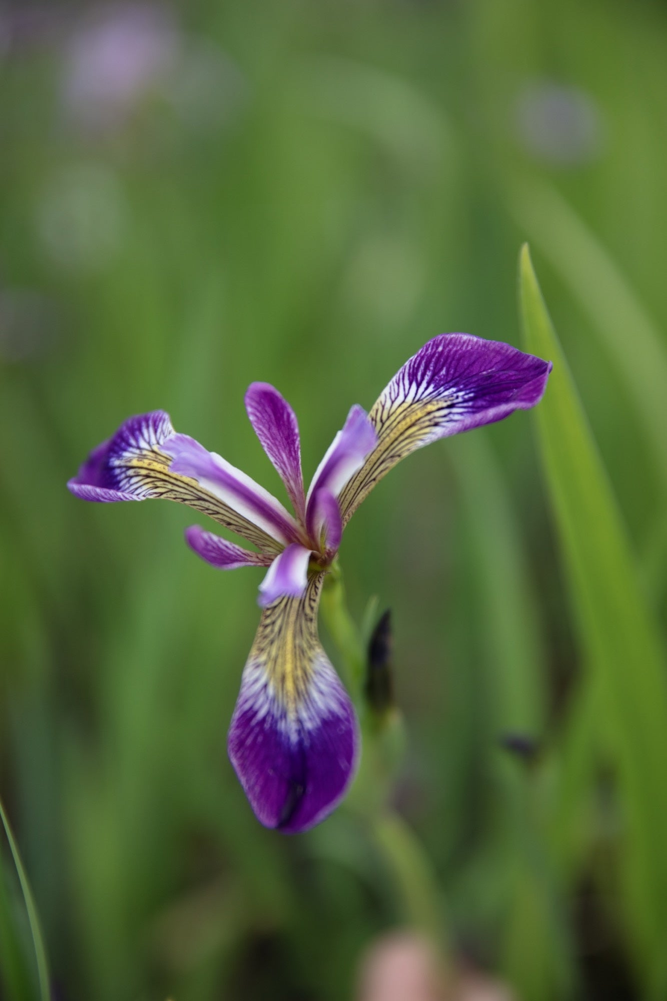 Iris versicolor 'Kermesina' - Marginal Pond Plants - MP063