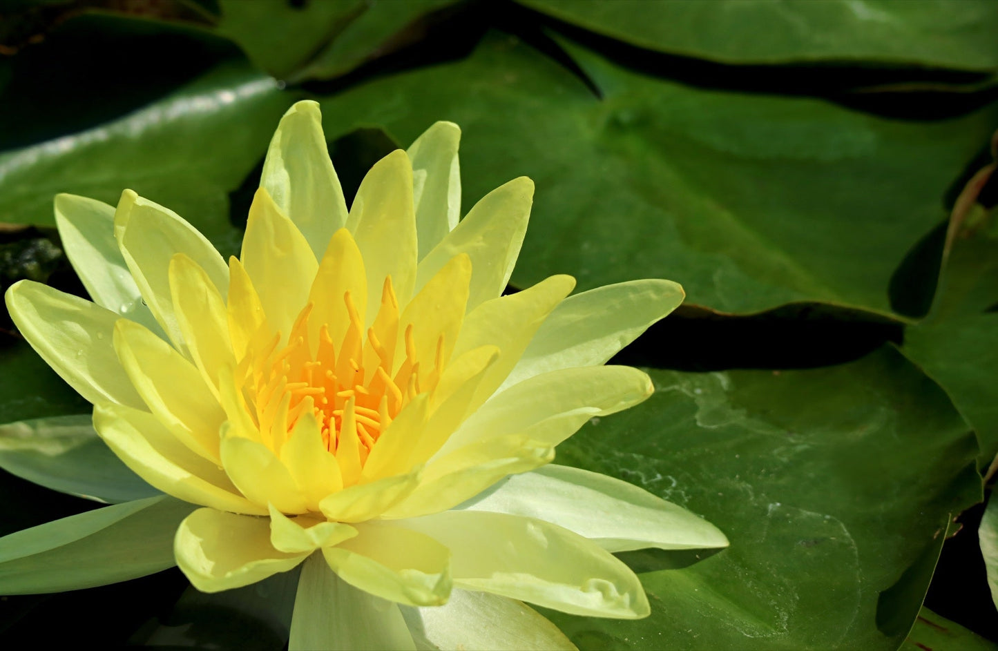 Joey Tomacik Water Lily - Pond Plants - SW04