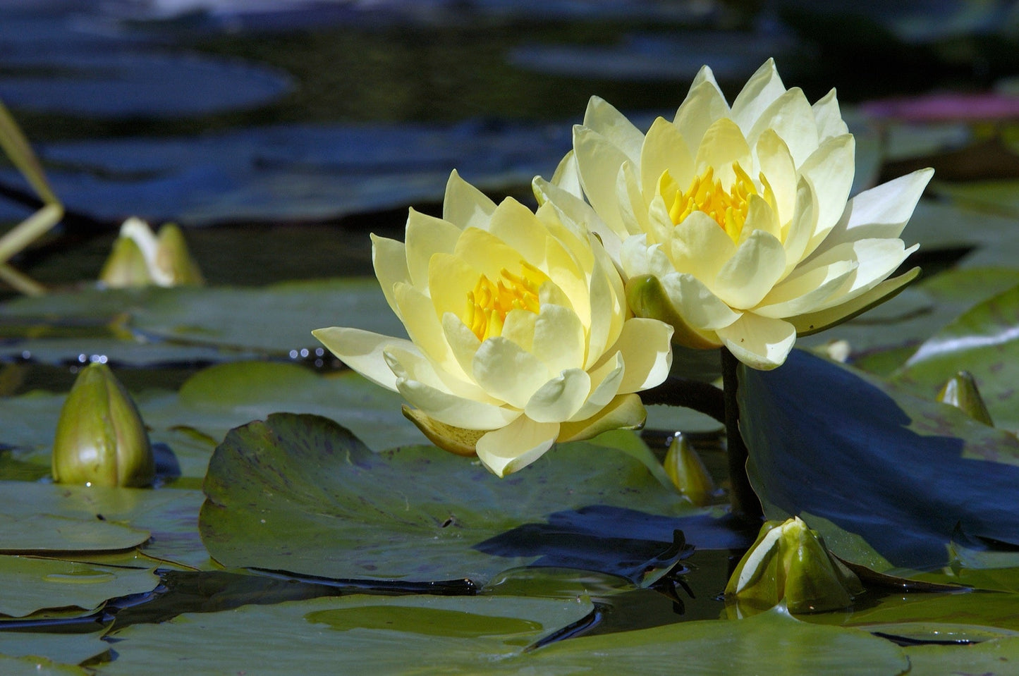 Joey Tomacik Water Lily - Pond Plants - SW04