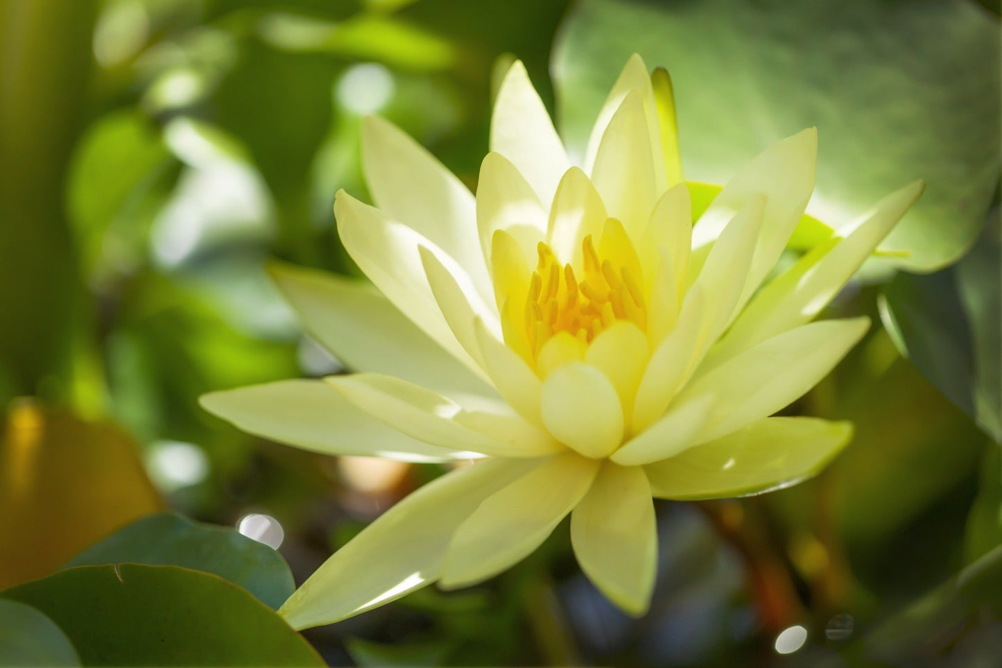 Joey Tomacik Water Lily - Pond Plants - SW04