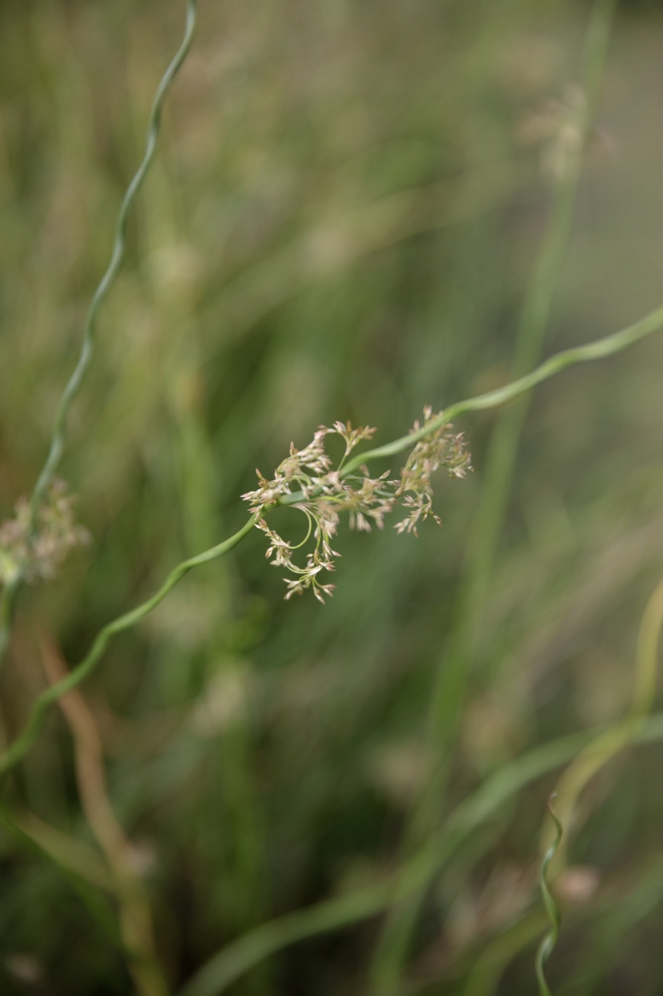 Juncus effusus var. spiralis (Corkscrew rush) - Marginal Pond Plants - MP065