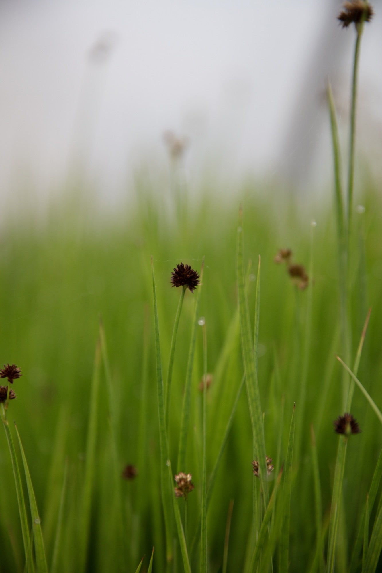 Juncus ensifolius (Flying hedgehogs) - Marginal Pond Plants - MP066