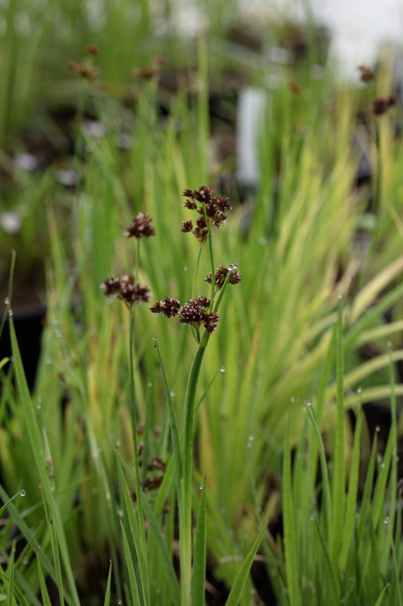 Juncus ensifolius (Flying hedgehogs) - Marginal Pond Plants - MP066