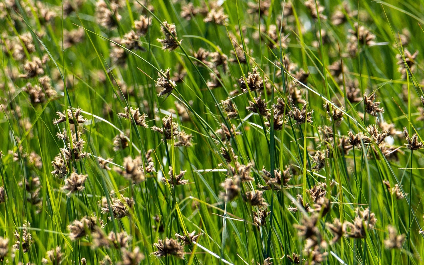 Juncus ensifolius (Flying hedgehogs) - Marginal Pond Plants - MP066