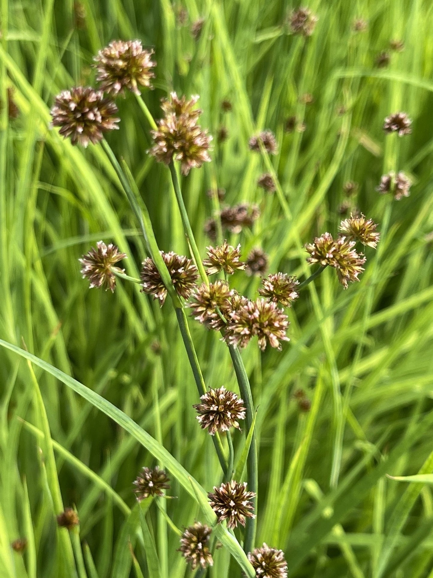 Juncus ensifolius (Flying hedgehogs) - Marginal Pond Plants - MP066
