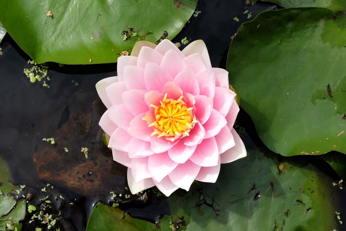 Lily Pons Water Lily - Pond Plants - LW13
