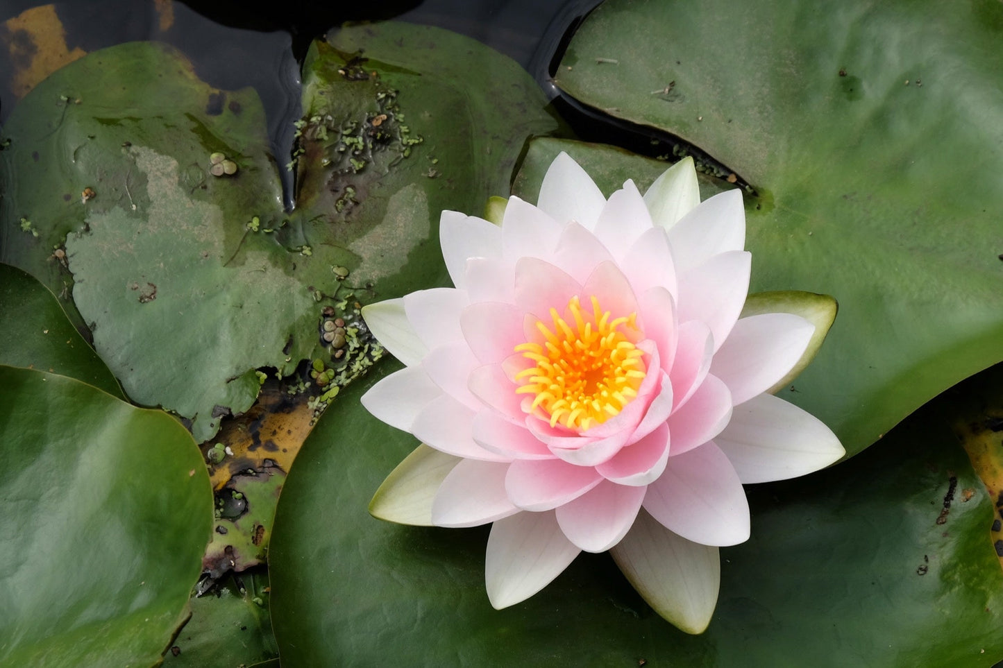 Lily Pons Water Lily - Pond Plants - LW13