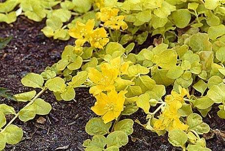 Lysimachia nummularia aurea - Marginal Pond Plants - MP074