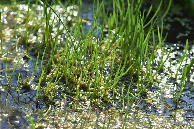 Litorella uniflora - Marginal Oxygenating Pond Plants - OX026