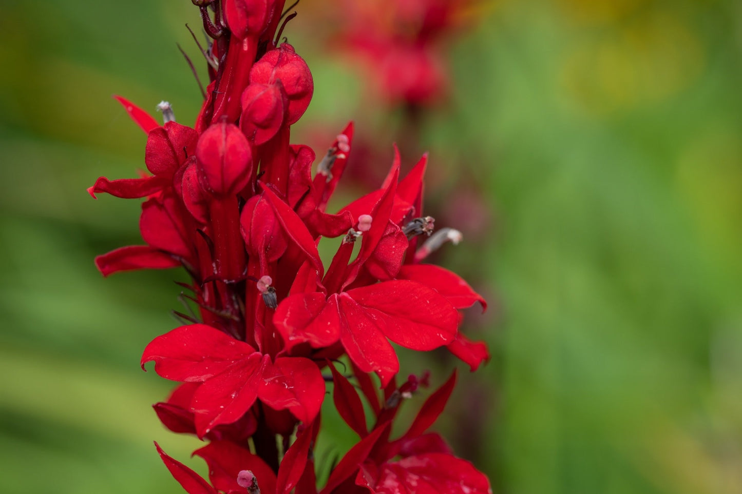 Lobelia Cardinalis - Marginal Pond Plants - MBP071