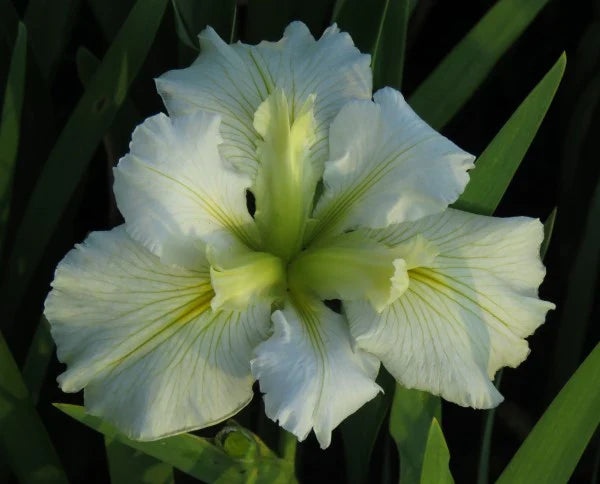 Iris louisiana 'Arabian Bayou' - Marginal Pond Plants - MP051