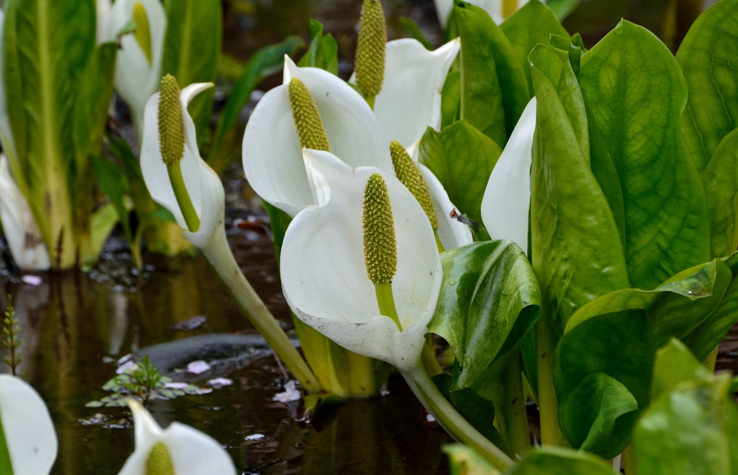 Lysichiton camtschatcensis - Marginal Pond Plants - MP072