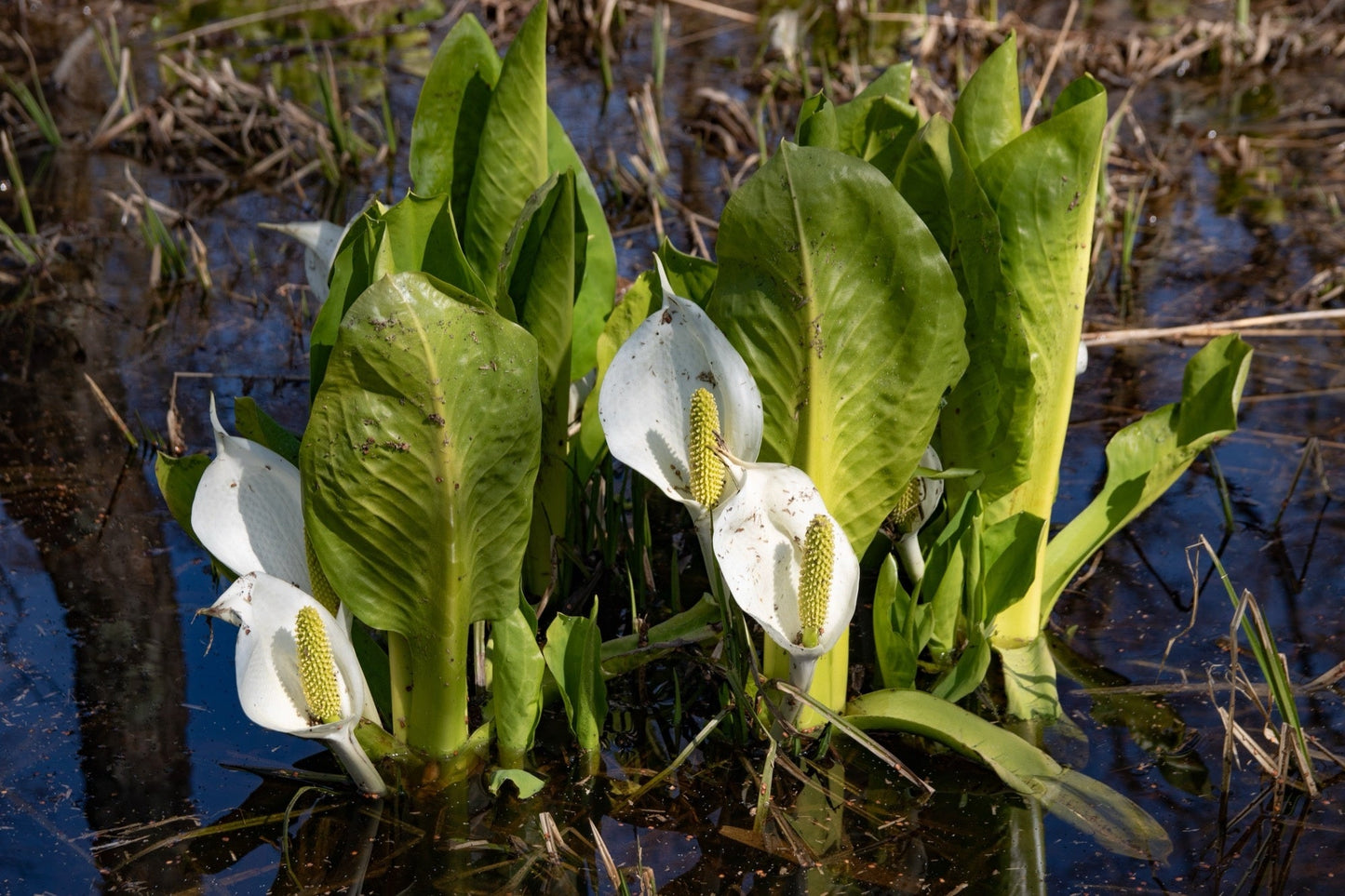 Lysichiton camtschatcensis - Marginal Pond Plants - MP072