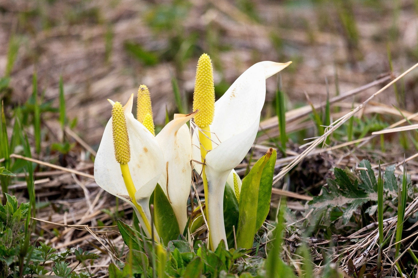 Lysichiton camtschatcensis - Marginal Pond Plants - MP072