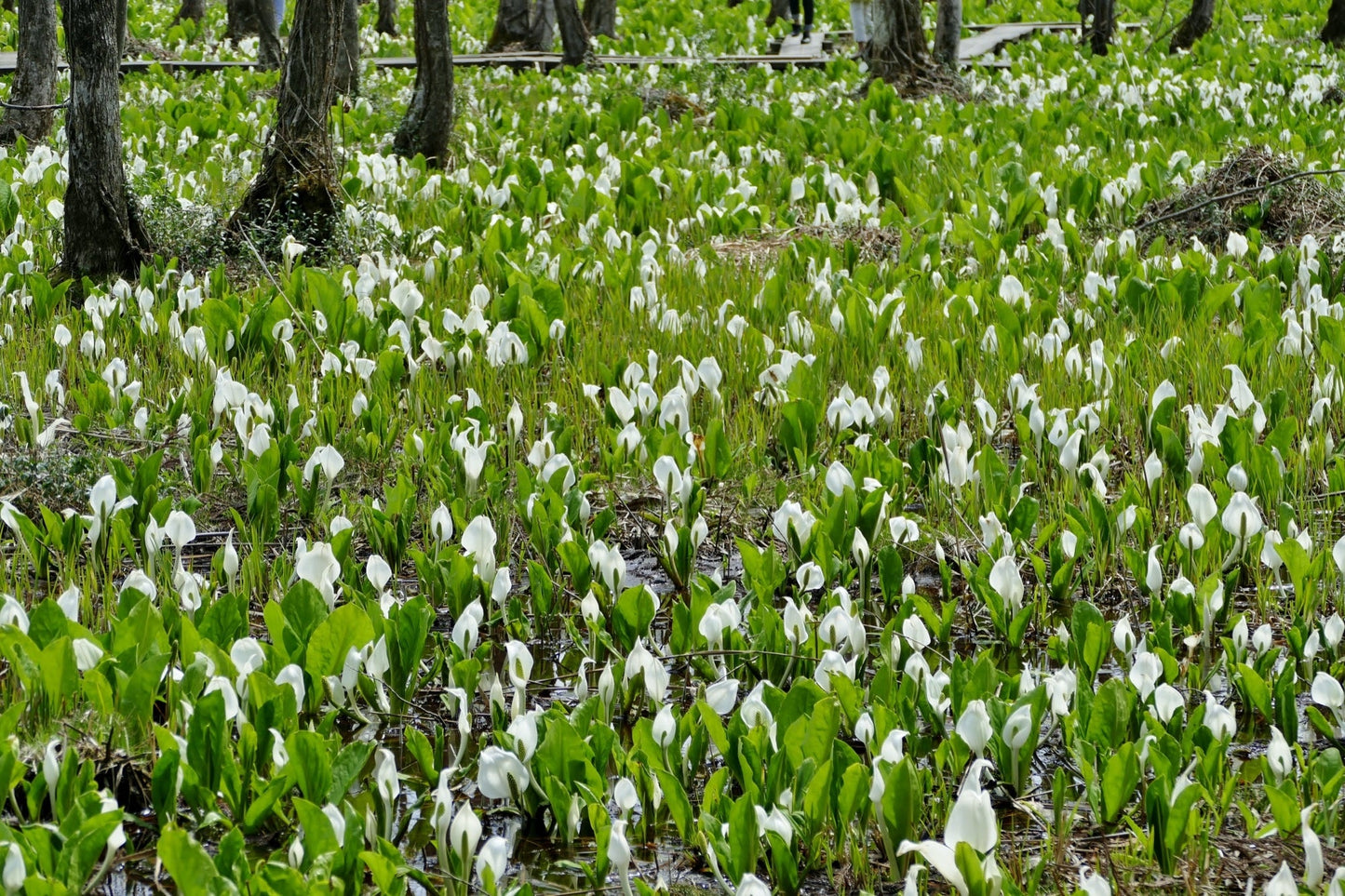Lysichiton camtschatcensis - Marginal Pond Plants - MP072