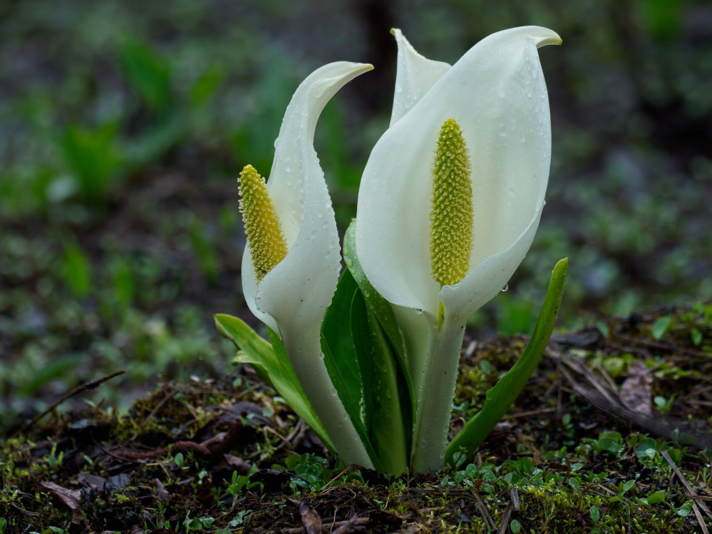 Lysichiton camtschatcensis - Marginal Pond Plants - MP072