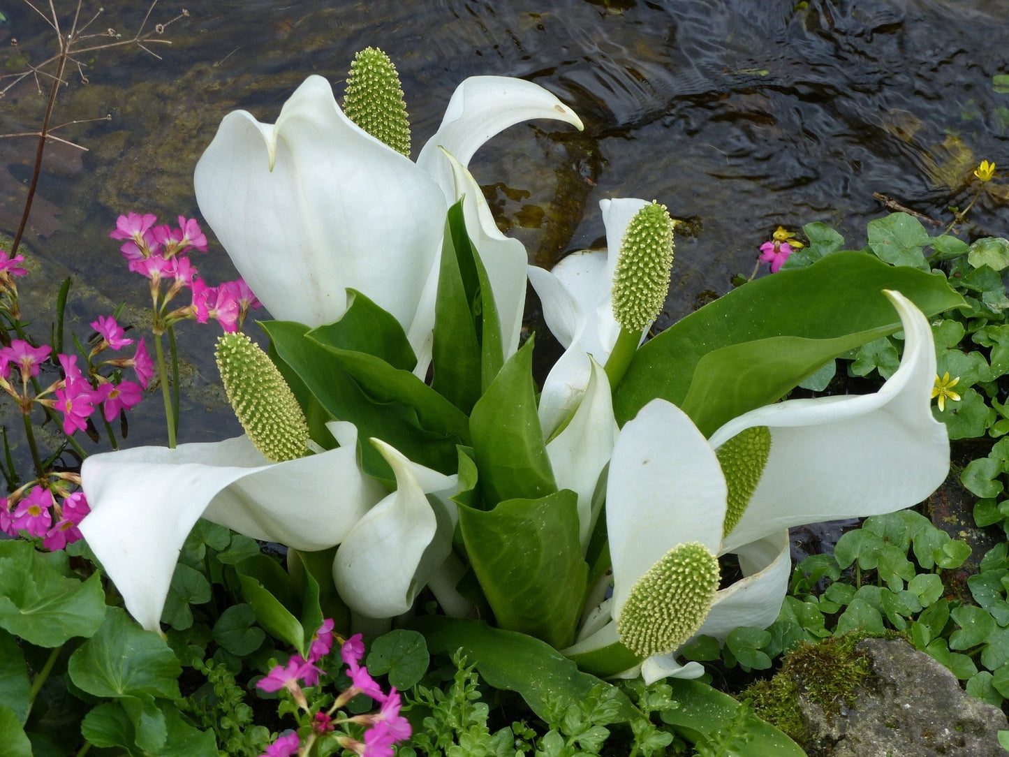 Lysichiton camtschatcensis - Marginal Pond Plants - MP072