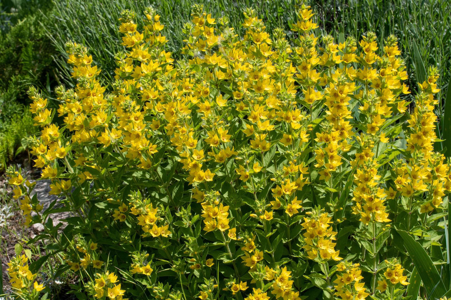 Lysimachia punctata Alexander - Marginal Pond Plants - BP076A
