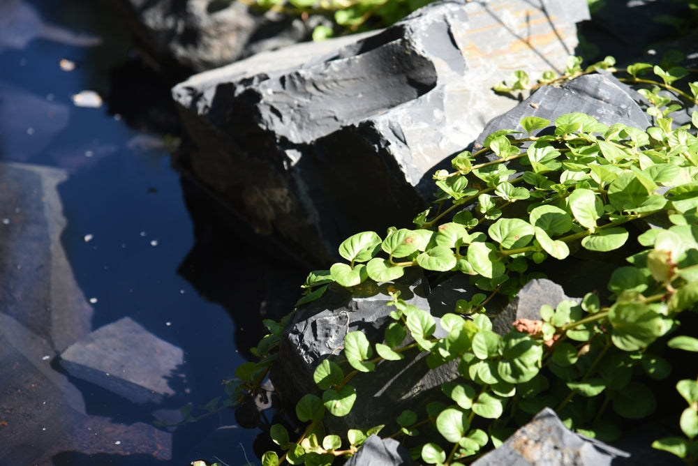 Lysimachia nummularia (Creeping jenny) - Marginal Pond Plants - MP073