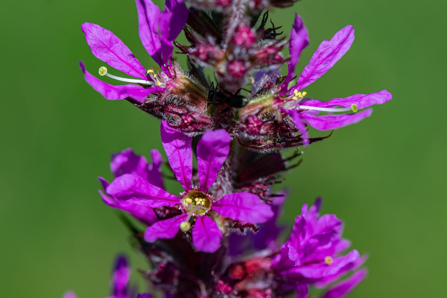 Lythrum salicaria (Purple loosestrife) - Marginal Pond Plants - MBP077