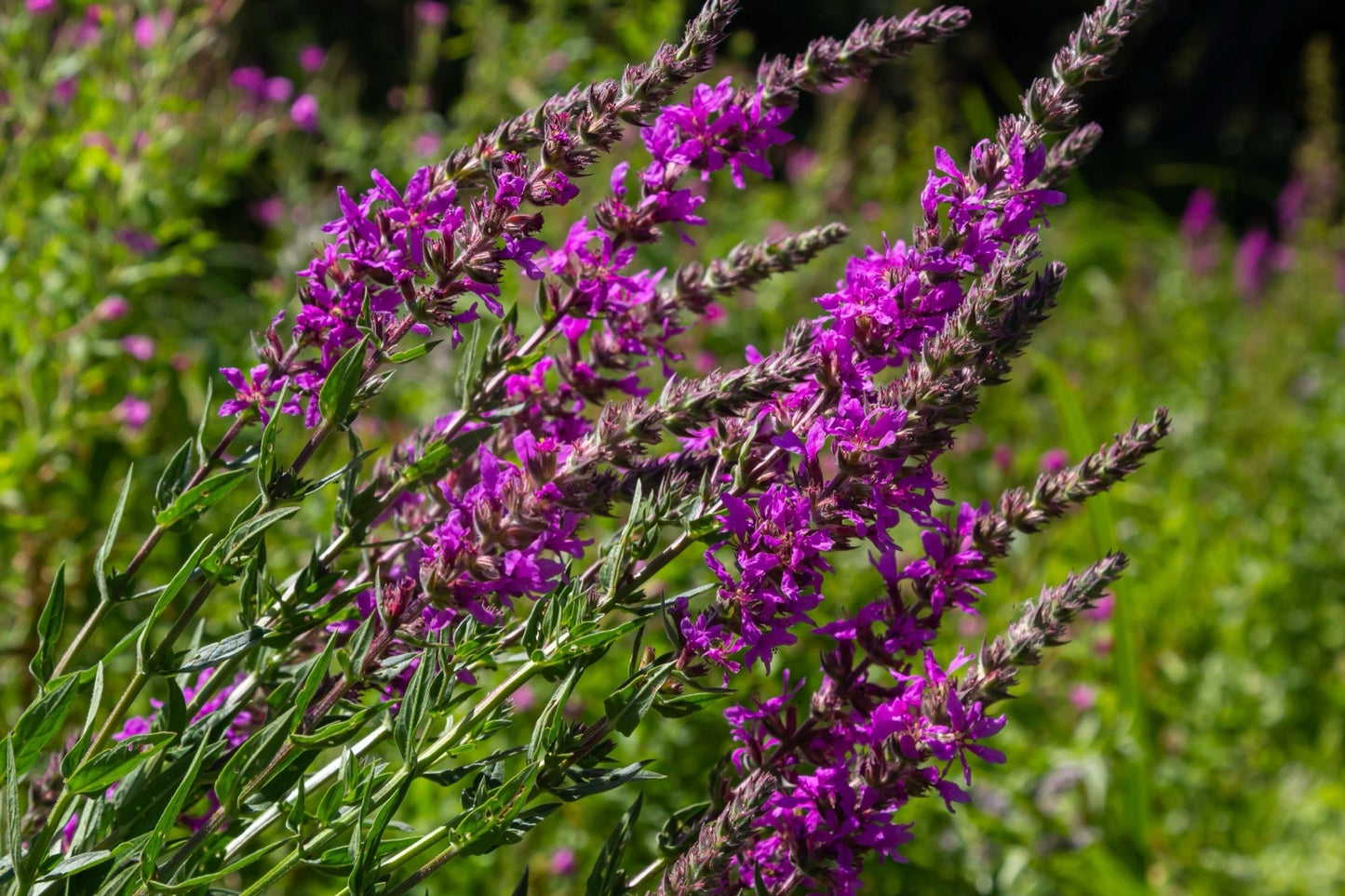 Lythrum salicaria (Purple loosestrife) - Marginal Pond Plants - MBP077