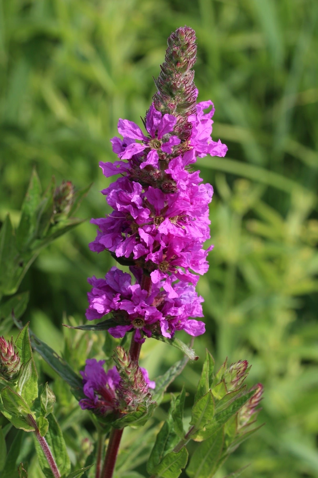 Lythrum salicaria (Purple loosestrife) - Marginal Pond Plants - MBP077