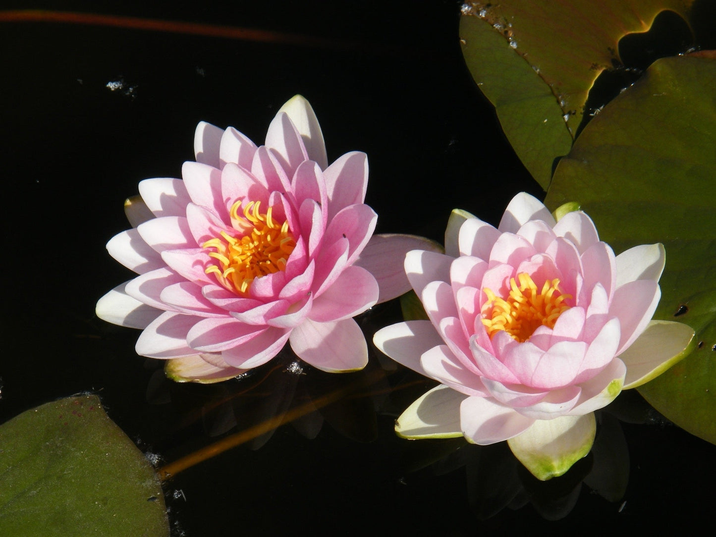 Madame Wilfon Gonnere Water Lily - Pond Plants - LW14
