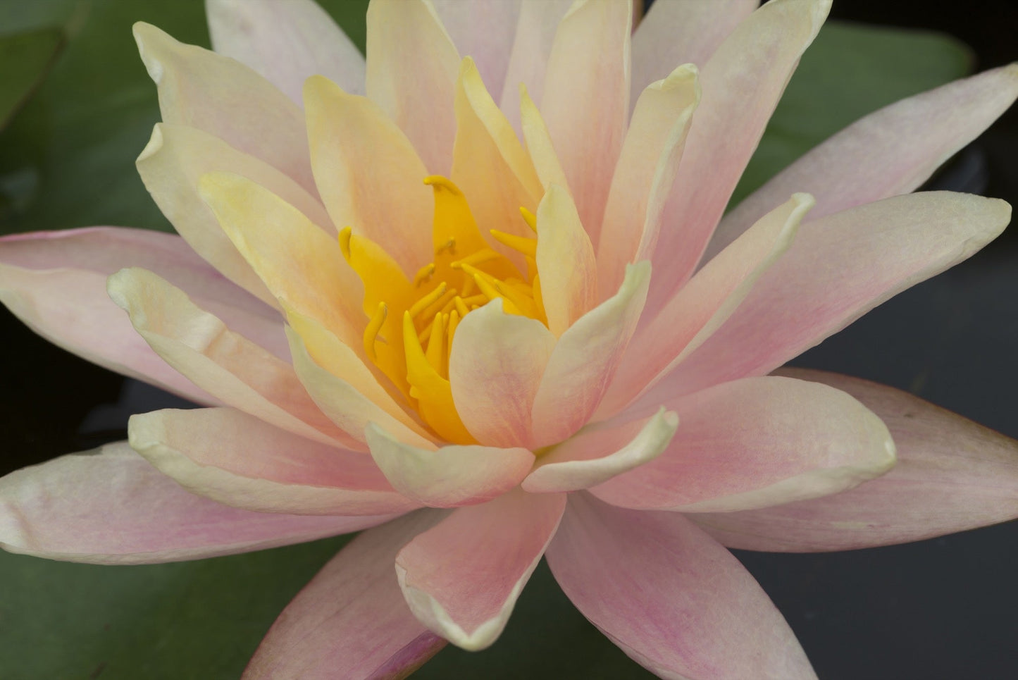 Mangkala Ubol Water Lily - Pond Plants - MW13