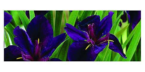 Iris louisiana 'Black Gamecock' - Marginal Pond Plants - MP052