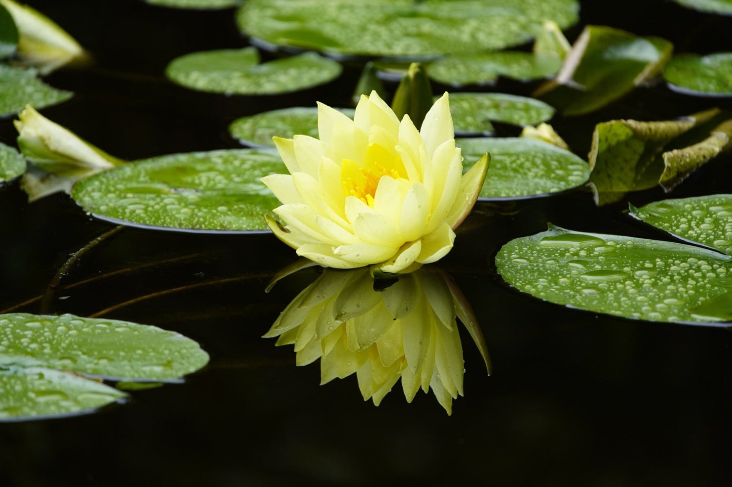 Marliacea Chromatella Water Lily - Pond Plants - VLW09