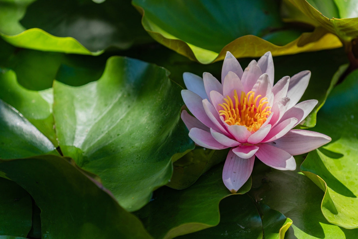 Marliacea Rosea Water Lily - Pond Plants - LW15