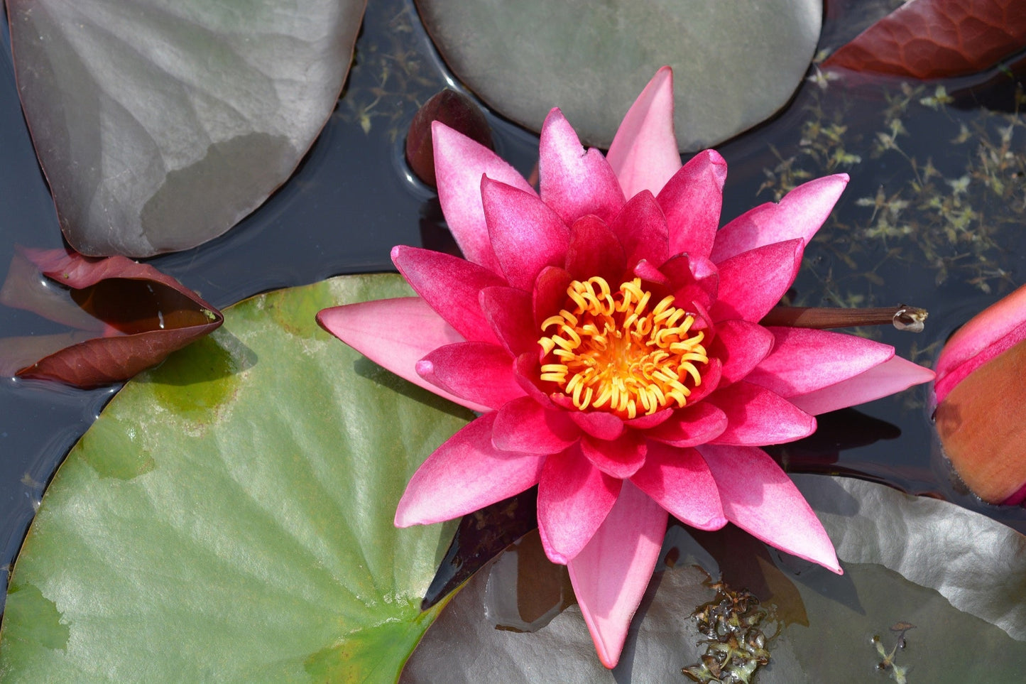 Marliacea Rubra Punctata Water Lily - Pond Plants - LW16